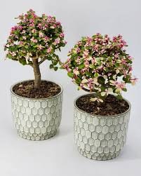 Pink Jade Bonsai - Image 2