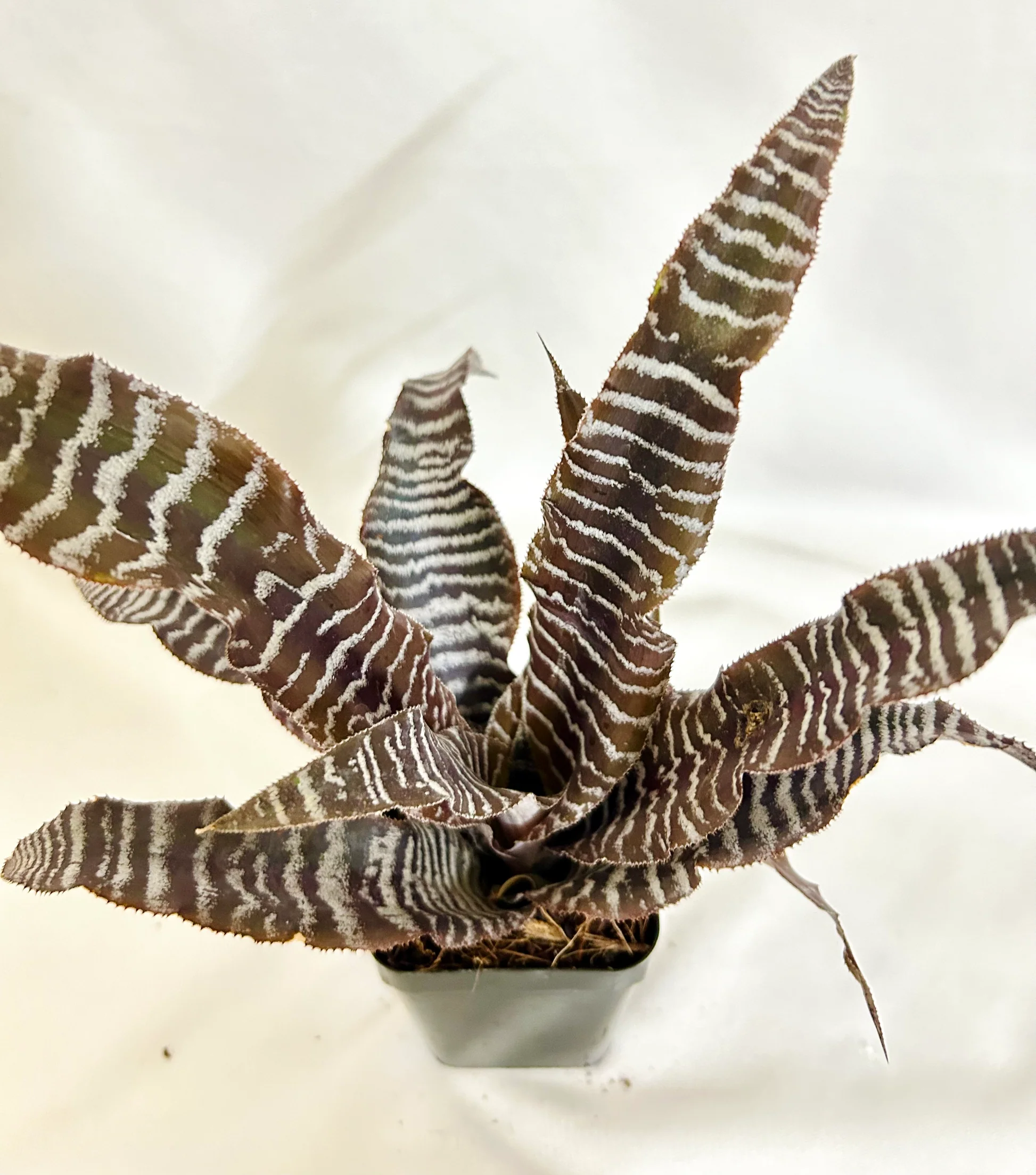 Cryptanthus zonatus - Image 2