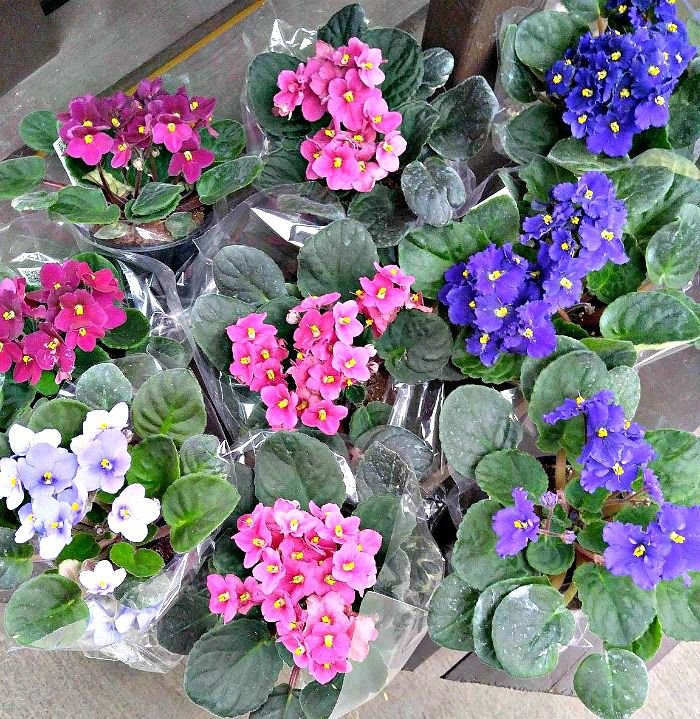 African Violet