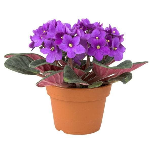 African Violet - Image 2