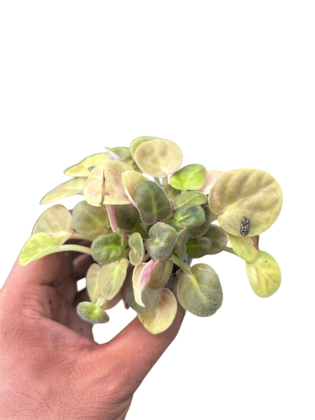 African Violet - Image 3