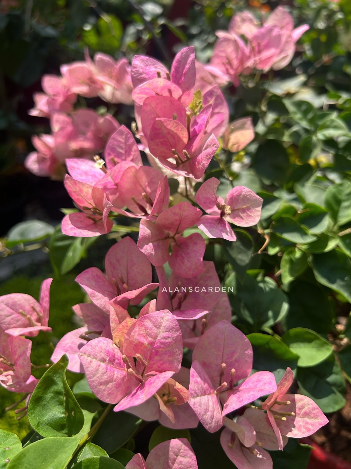 Bougainvillea Bressa Peach