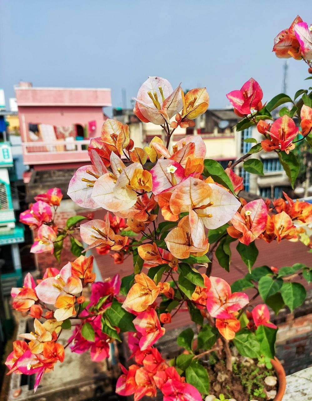 Bougainvillea Golden Sunshine