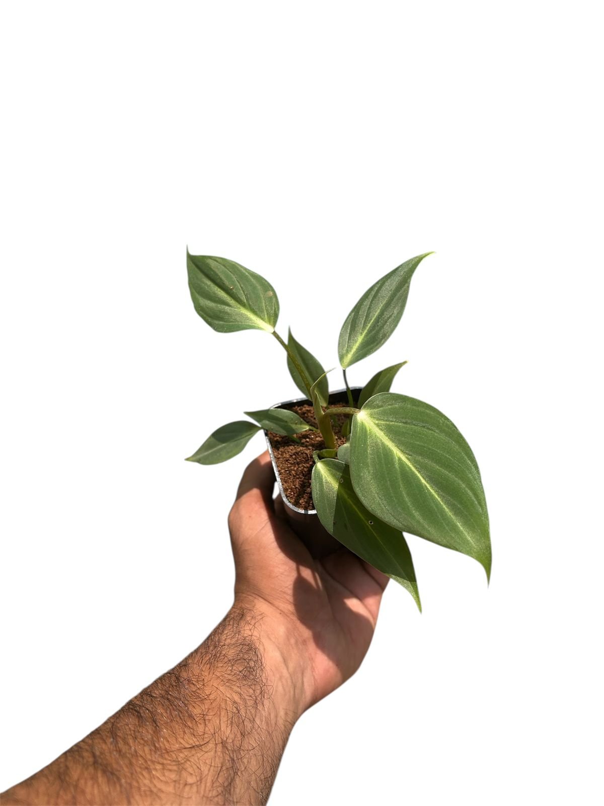 Philodendron gloriosum - Image 2