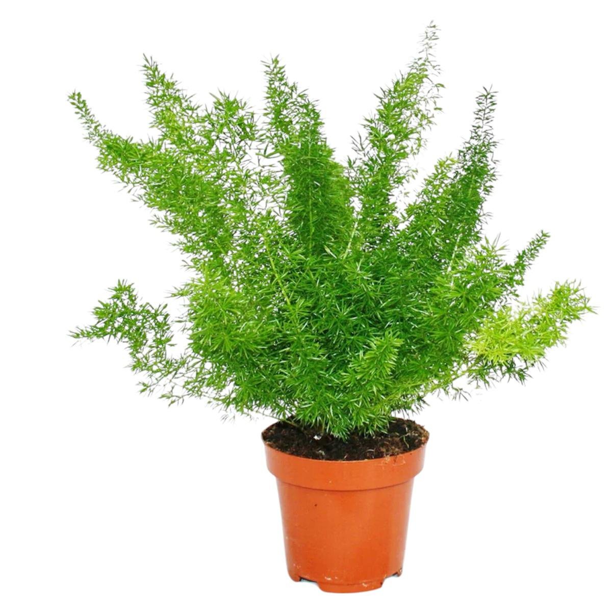 Asparagus Densiflorus