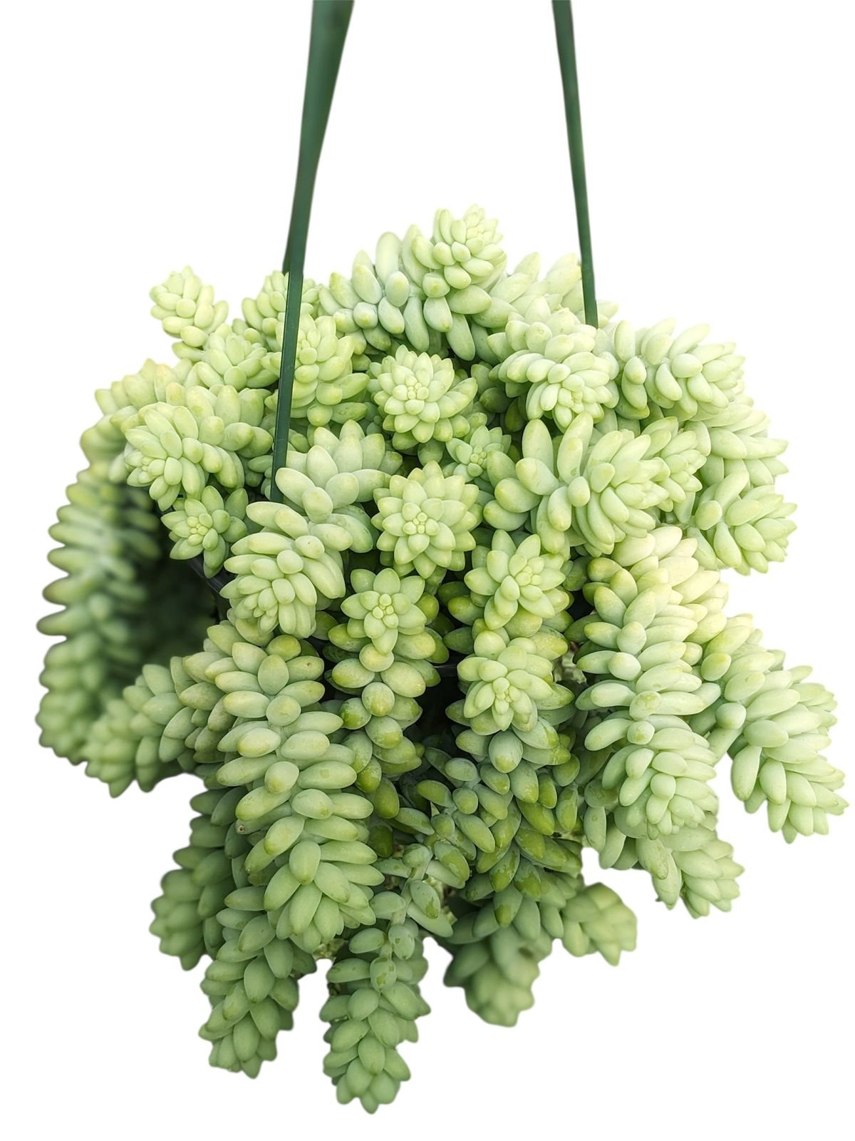 Donkey Tail Succulent