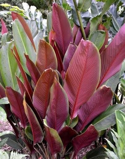Calathea lutea ‘Red’ (Cigar Calathea) - Image 2