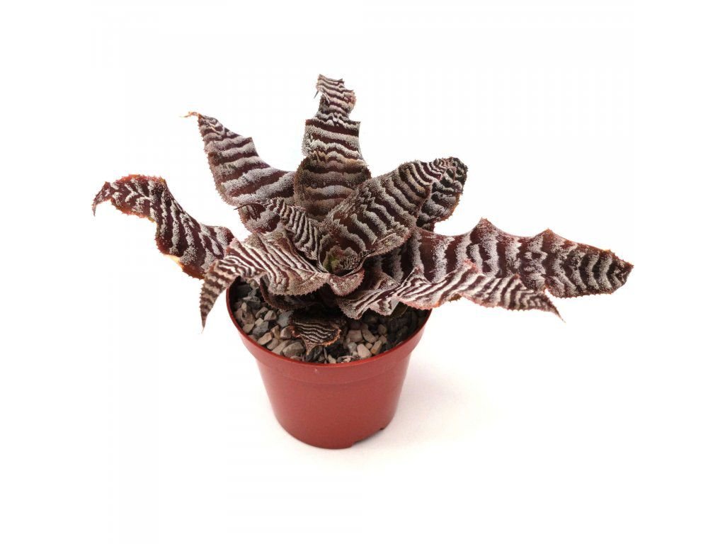 Cryptanthus zonatus