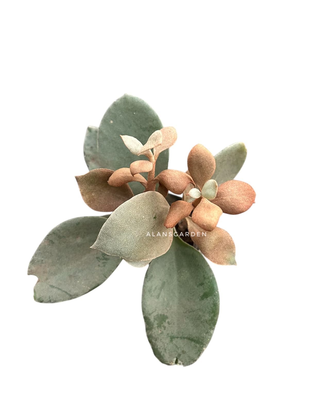 Kalanchoe Copper (Kalanchoe orgyalis)