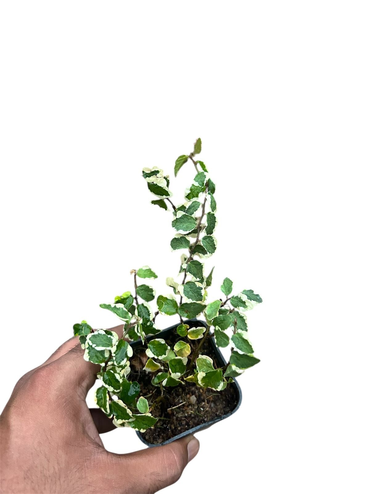 Ficus pumila Variegated - Image 2