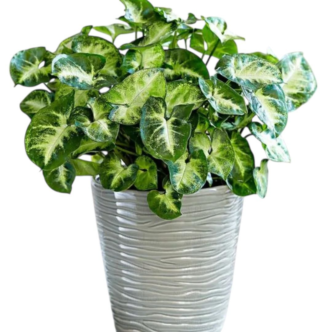 Syngonium Pixie (Dwarf Arrowhead Plant)