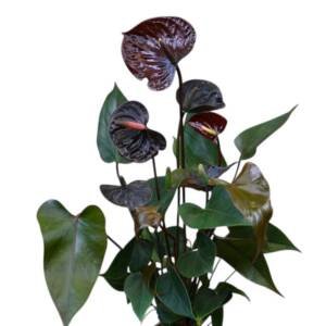 Anthurium Black (Black Queen / Black Beauty type)