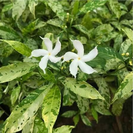 Crape Jasmine Variegated - Image 2