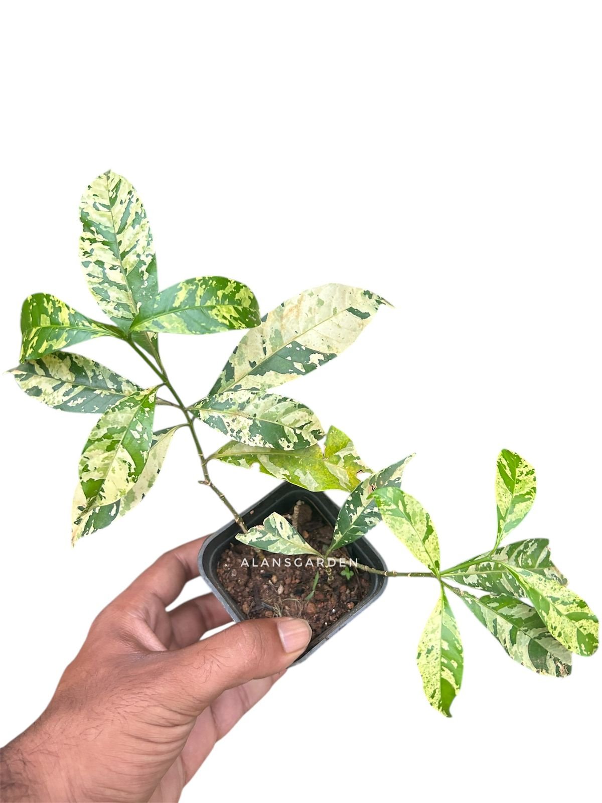 Crape Jasmine Variegated