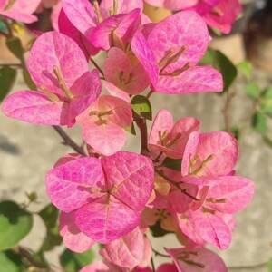 Bougainvillea Lady Bird