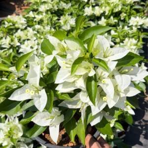 Pune White Bougainvillea