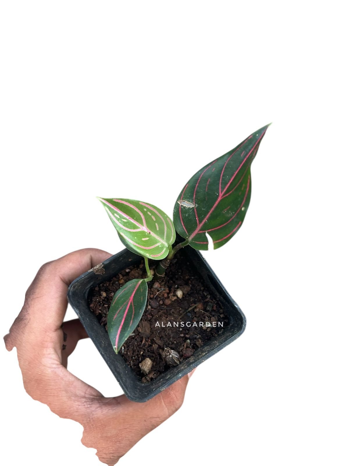 Offer Plant - Image 2