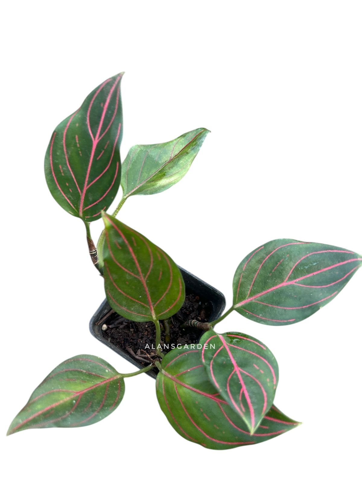 Offer Plant - Image 2