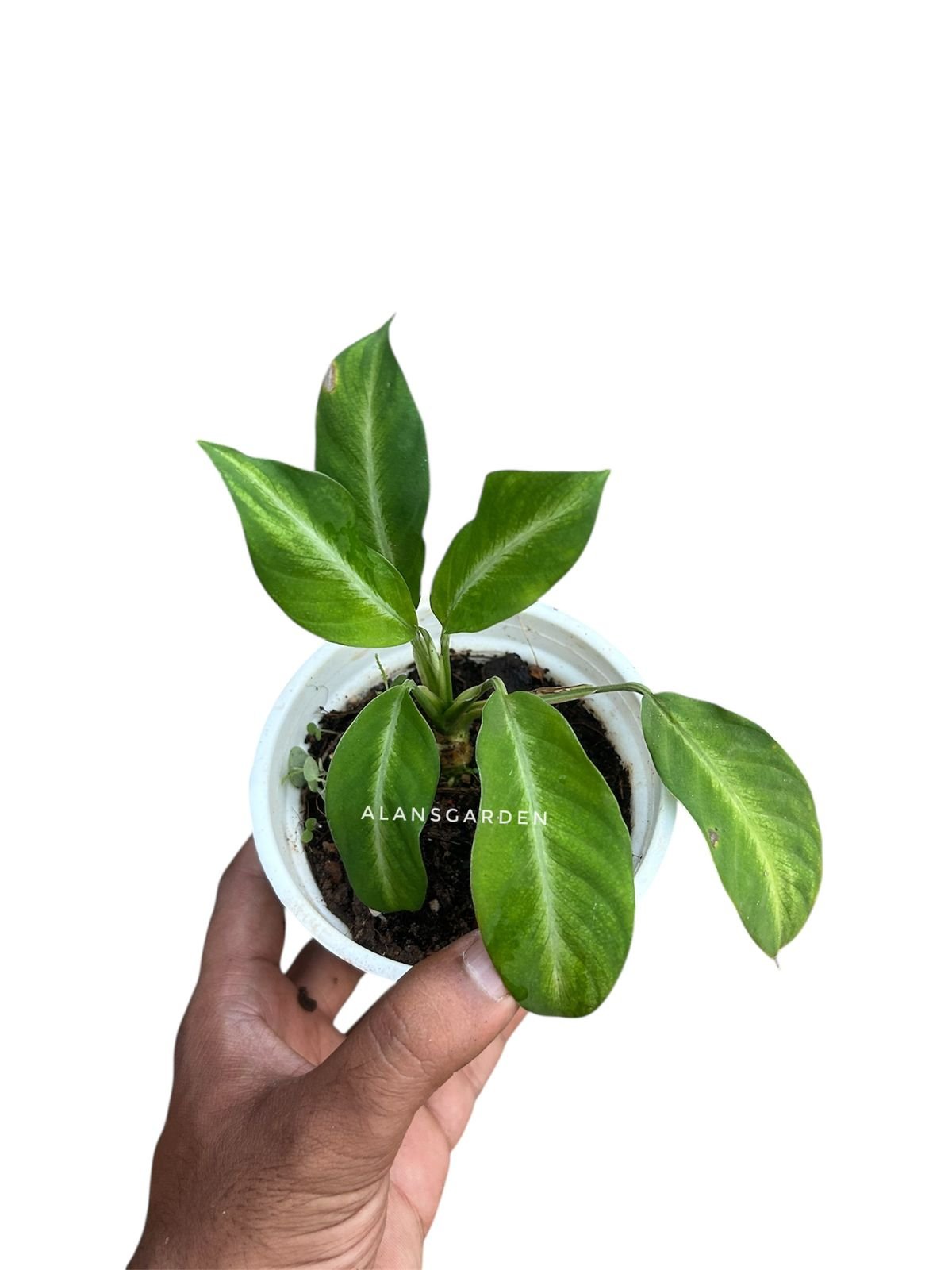 offer plant - Image 2