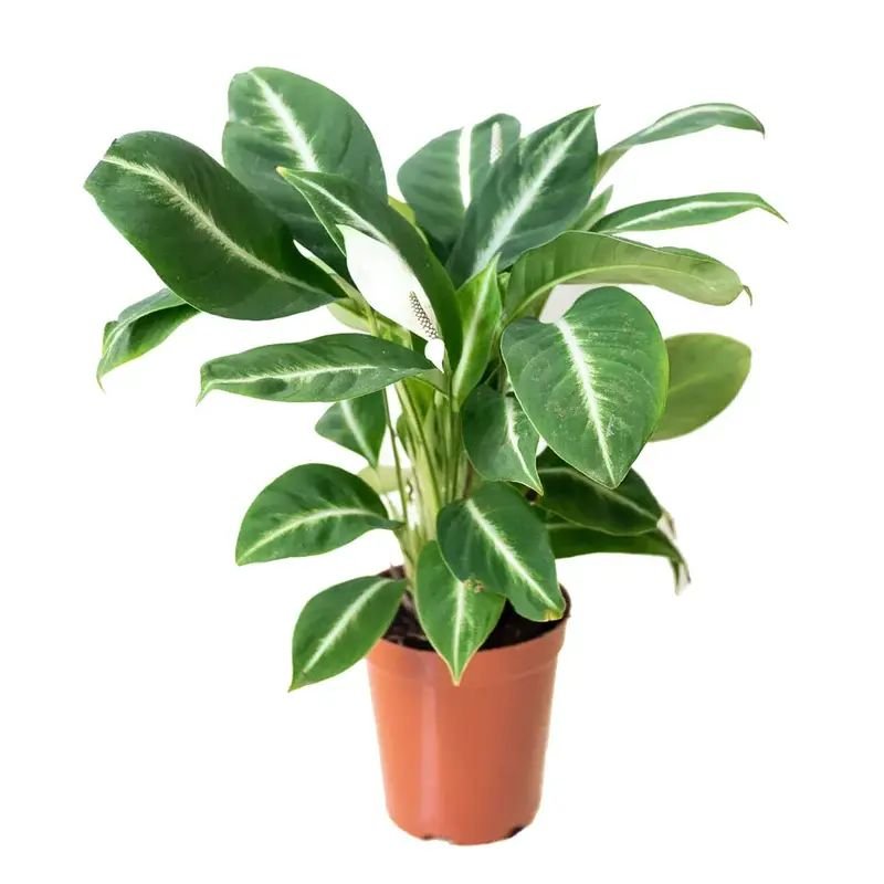 offer plant