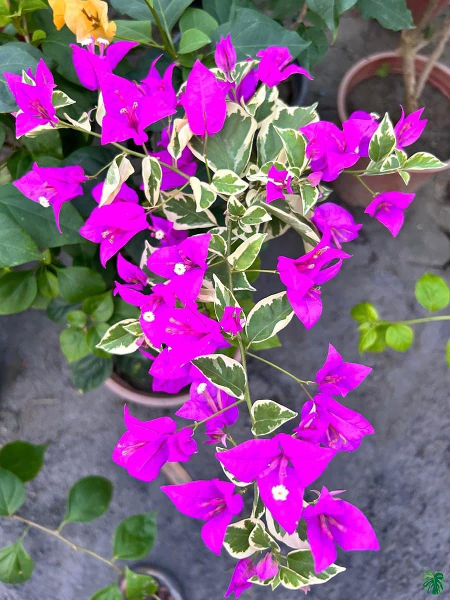 Bougainvillea Blue Berry Ice