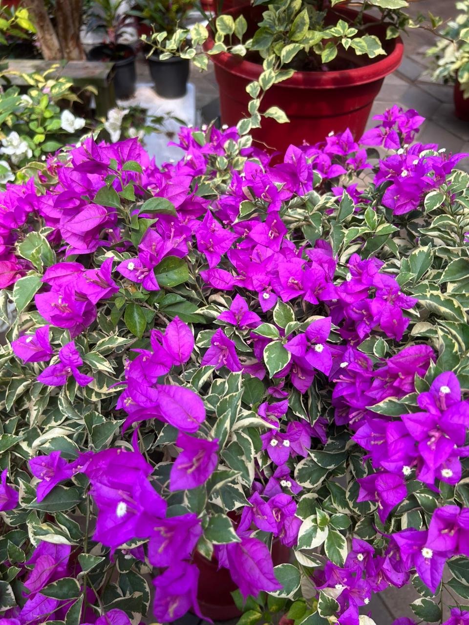 Bougainvillea Blue Berry Ice - Image 2