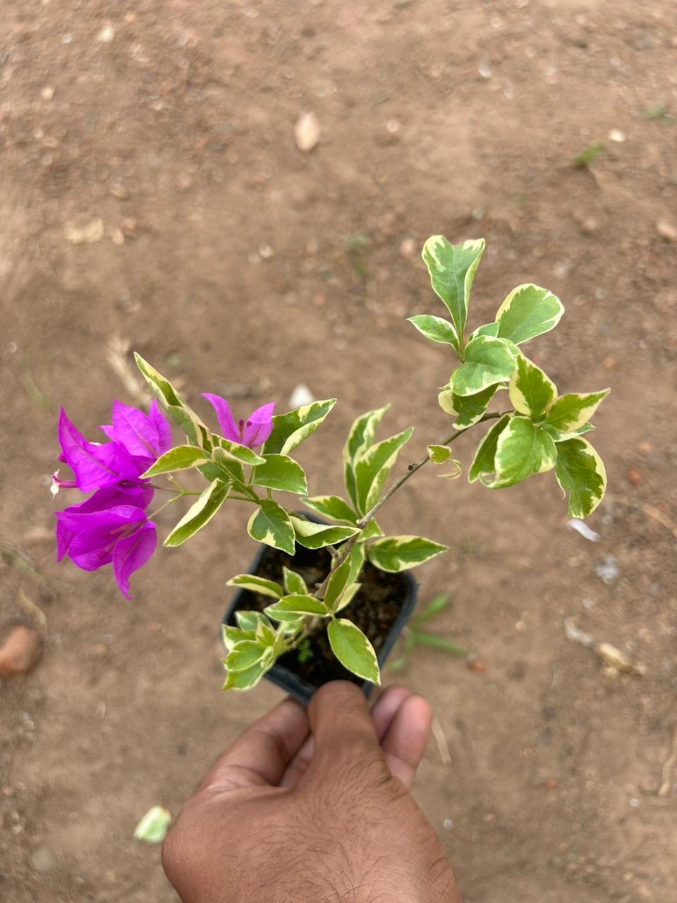 Bougainvillea Blue Berry Ice - Image 3