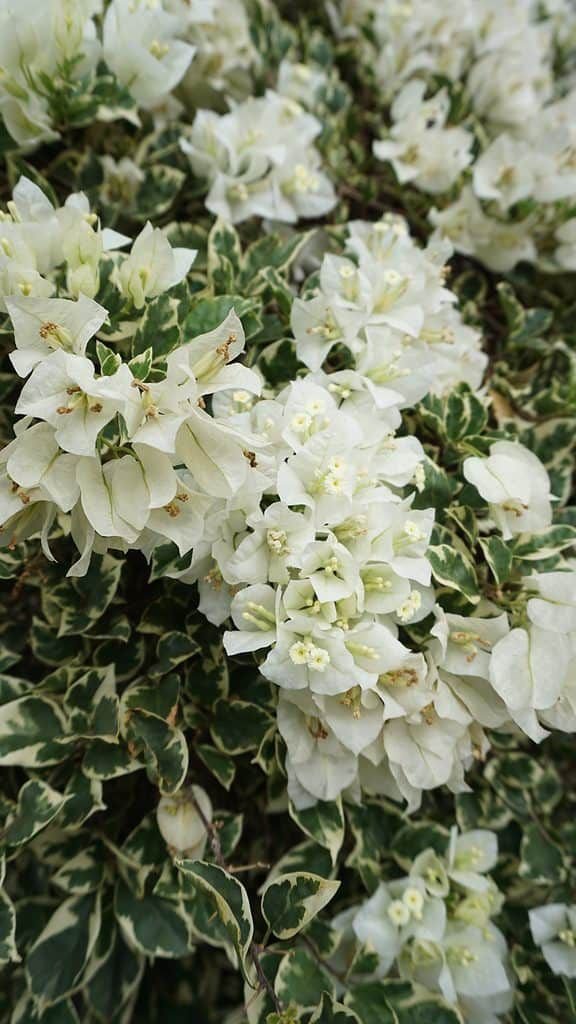 Bougainvillea Hawaiin White