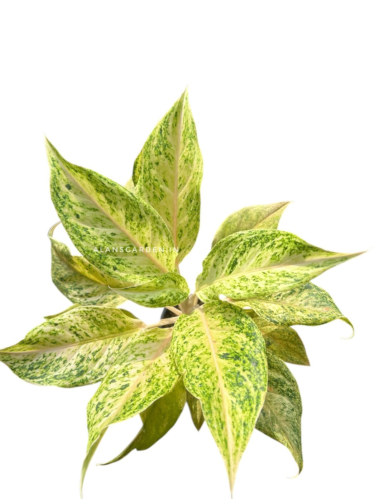 Aglaonema Lekchachi - small