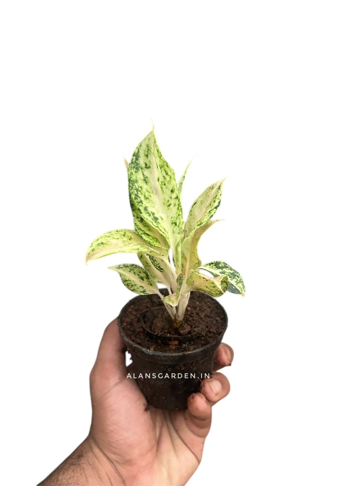 Aglaonema Lekchachi - small - Image 2
