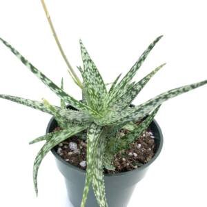 Aloe White Diamond