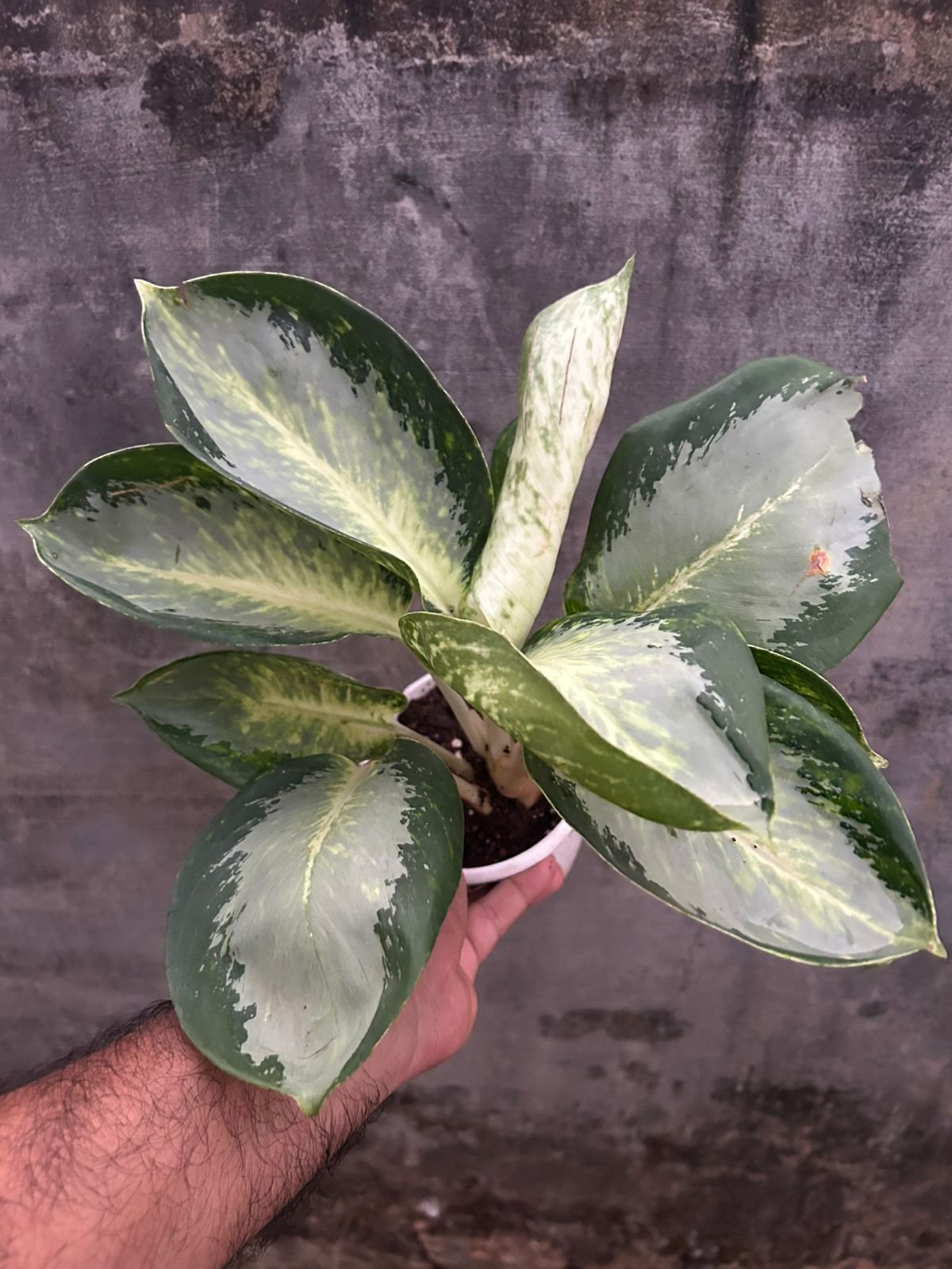 Aglaonema Green Bowl - Image 2