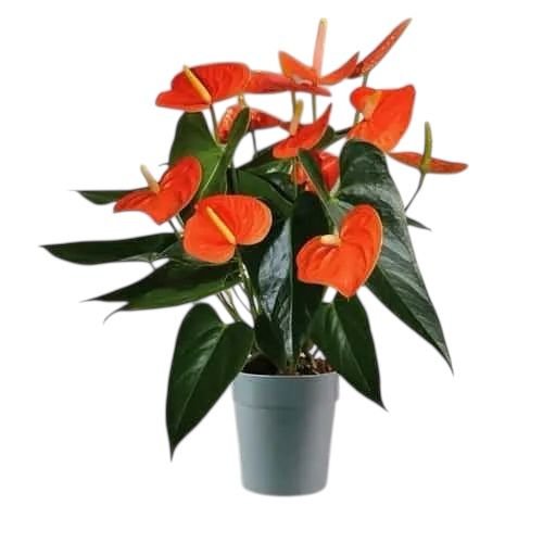 Anthurium Orange