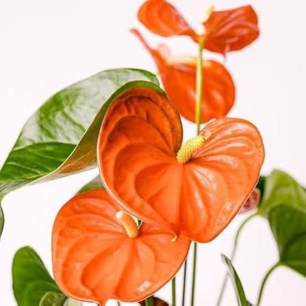 Anthurium Orange - Image 2