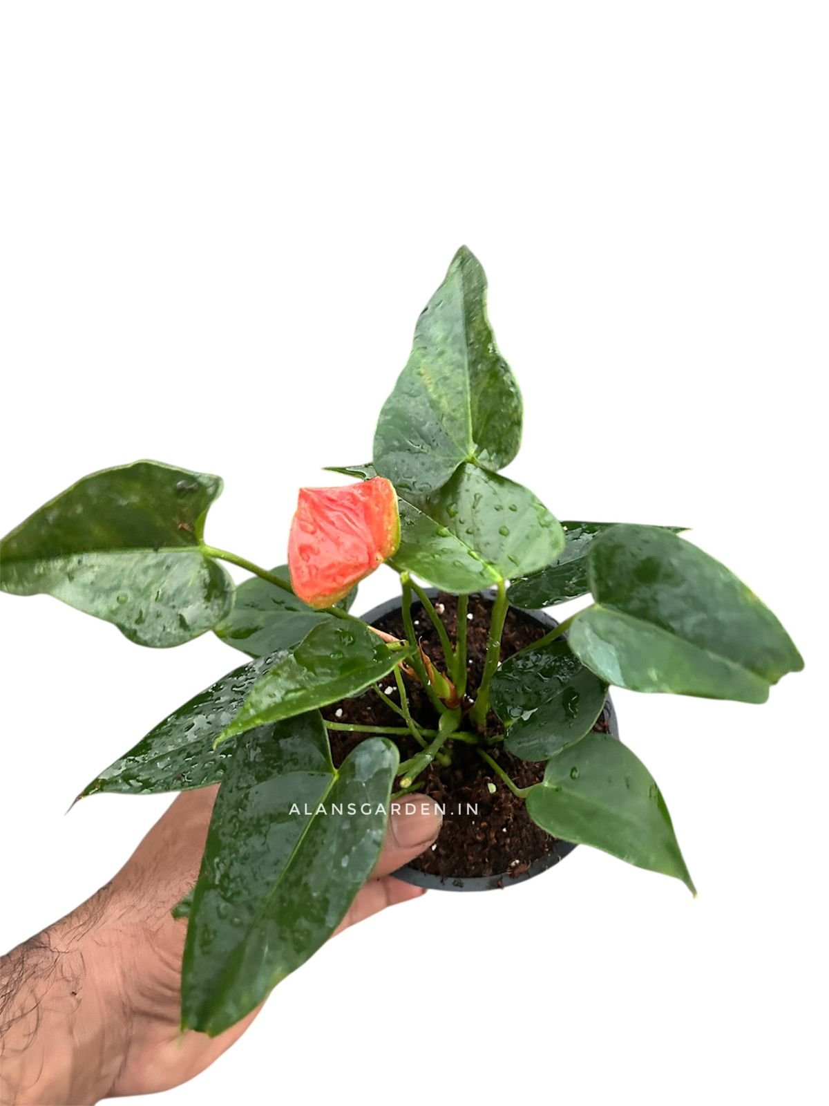 Anthurium Orange - Image 3