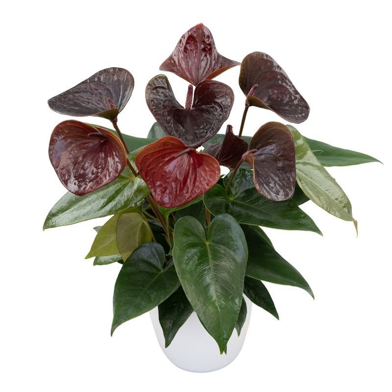 Anthurium Brown