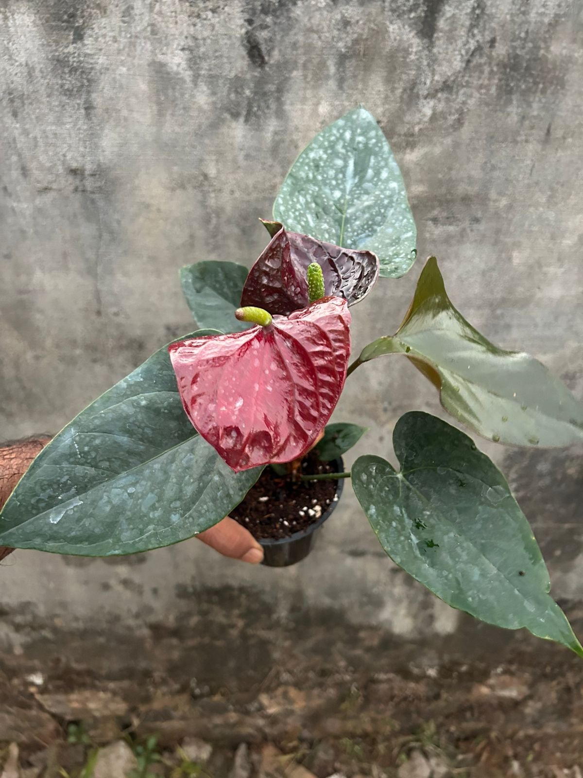 Anthurium Brown - Image 2