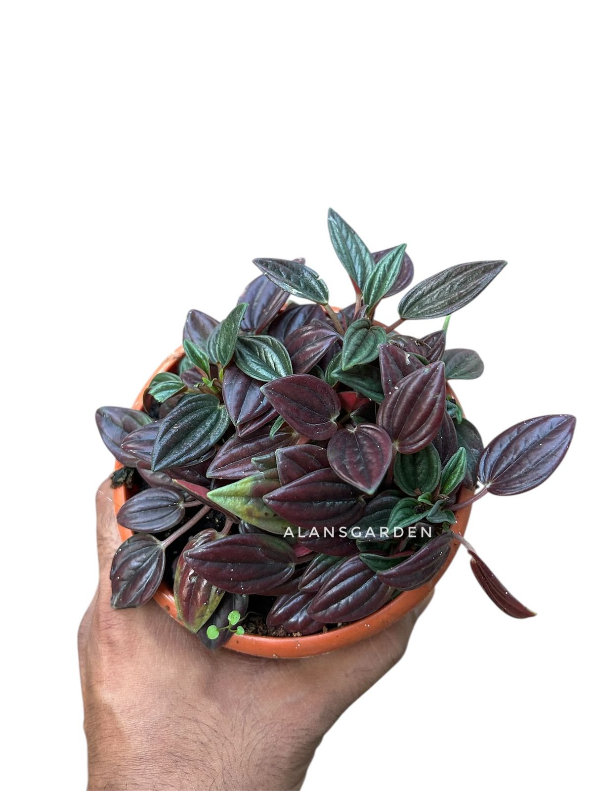 Peperomia tanaman - Image 2