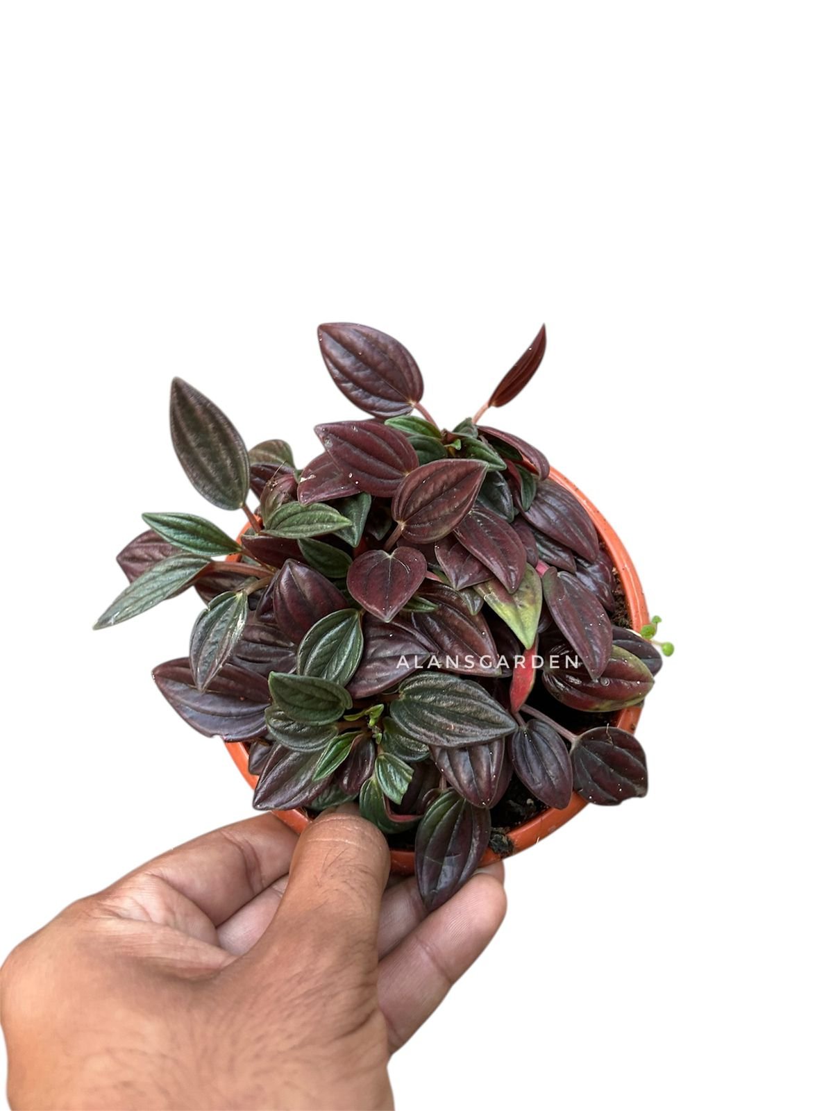Peperomia tanaman