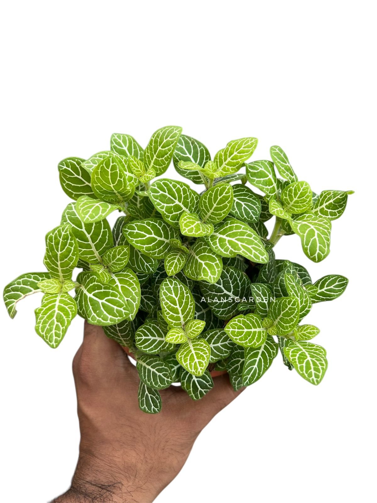 Fittonia ‘Lemon’