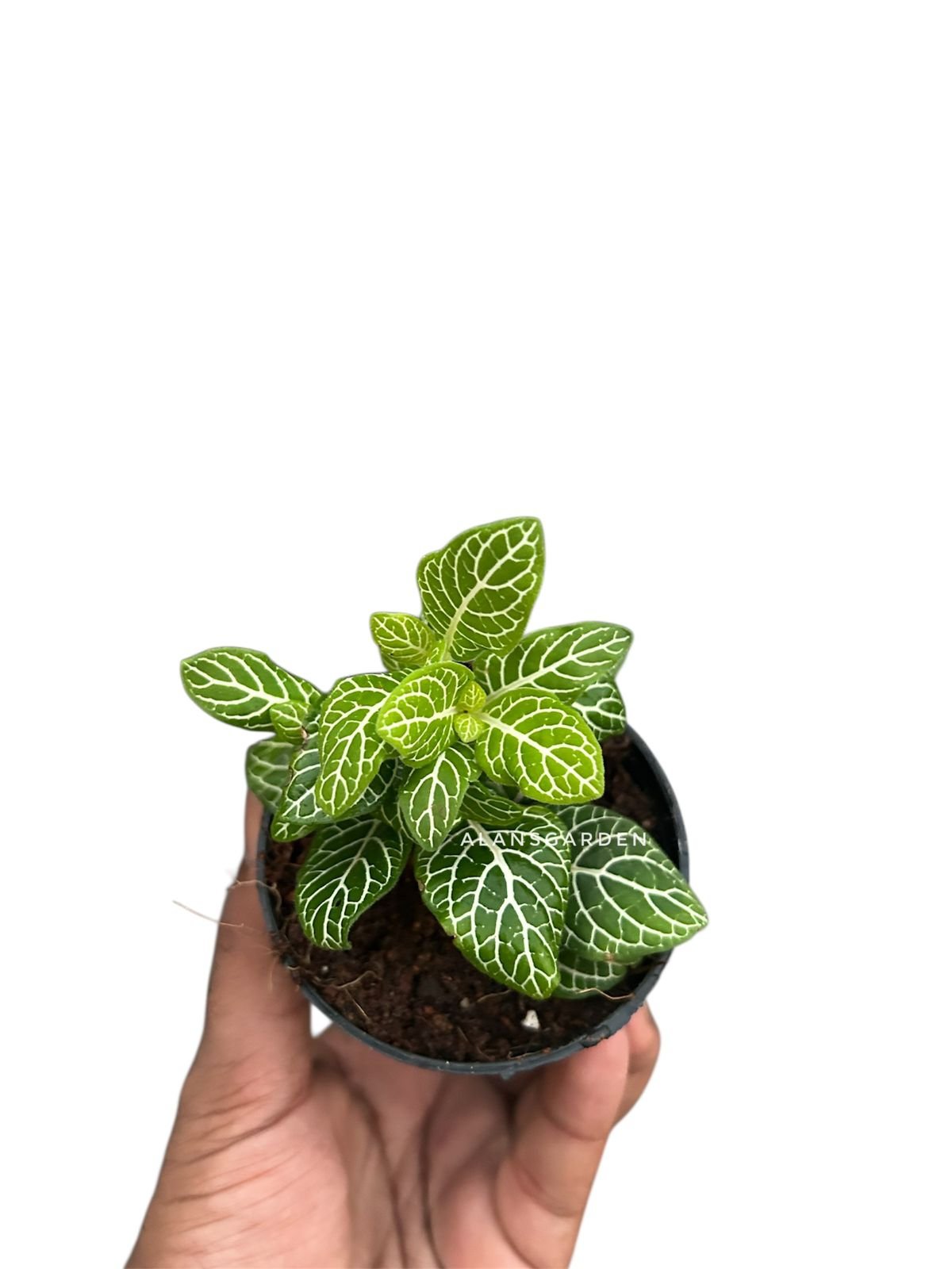 Fittonia ‘Lemon’ - Image 2