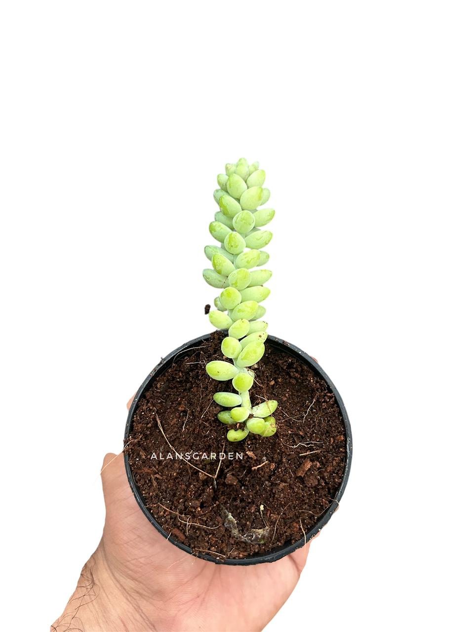 Donkey Tail Succulent - Image 2