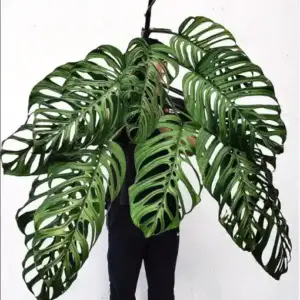 Monstera Esqueleto ,Monstera epipremnoides ( Small )