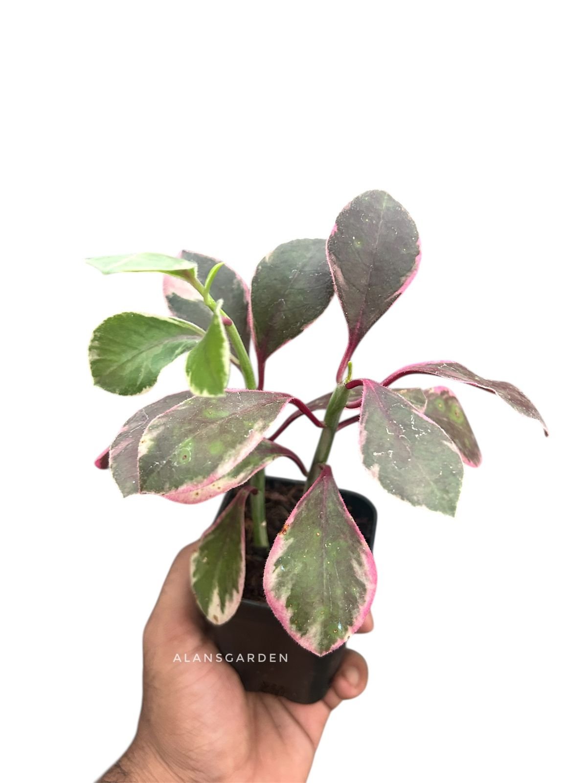 Peperomia – code 1
