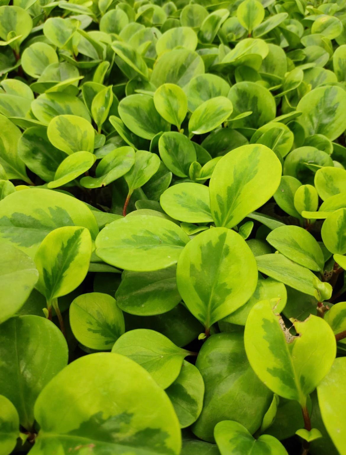 Peperomia obtusifolia – lemon lime