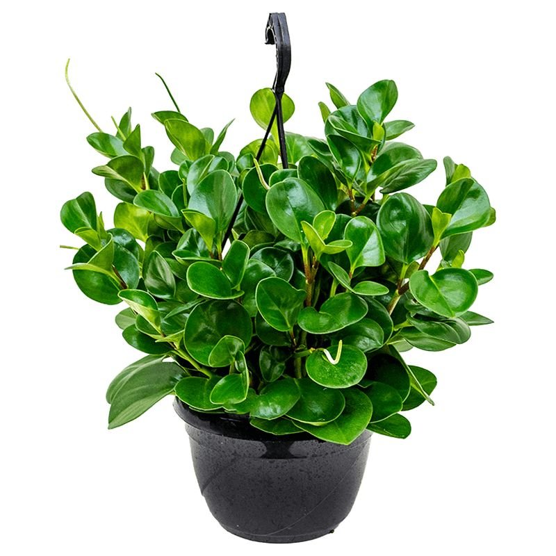 Peperomia obtusifolia – baby rubber plant