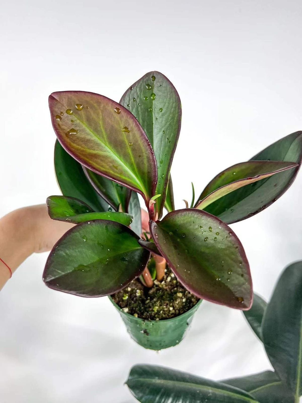 Peperomia Red-Edged