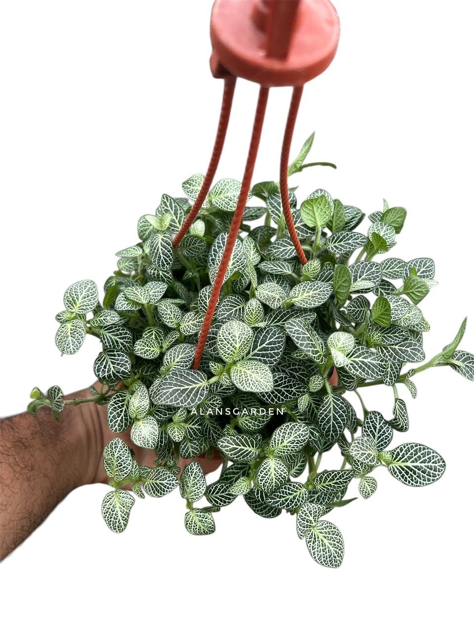 Fittonia (Nerve Plant) – mini Green (bushypot)