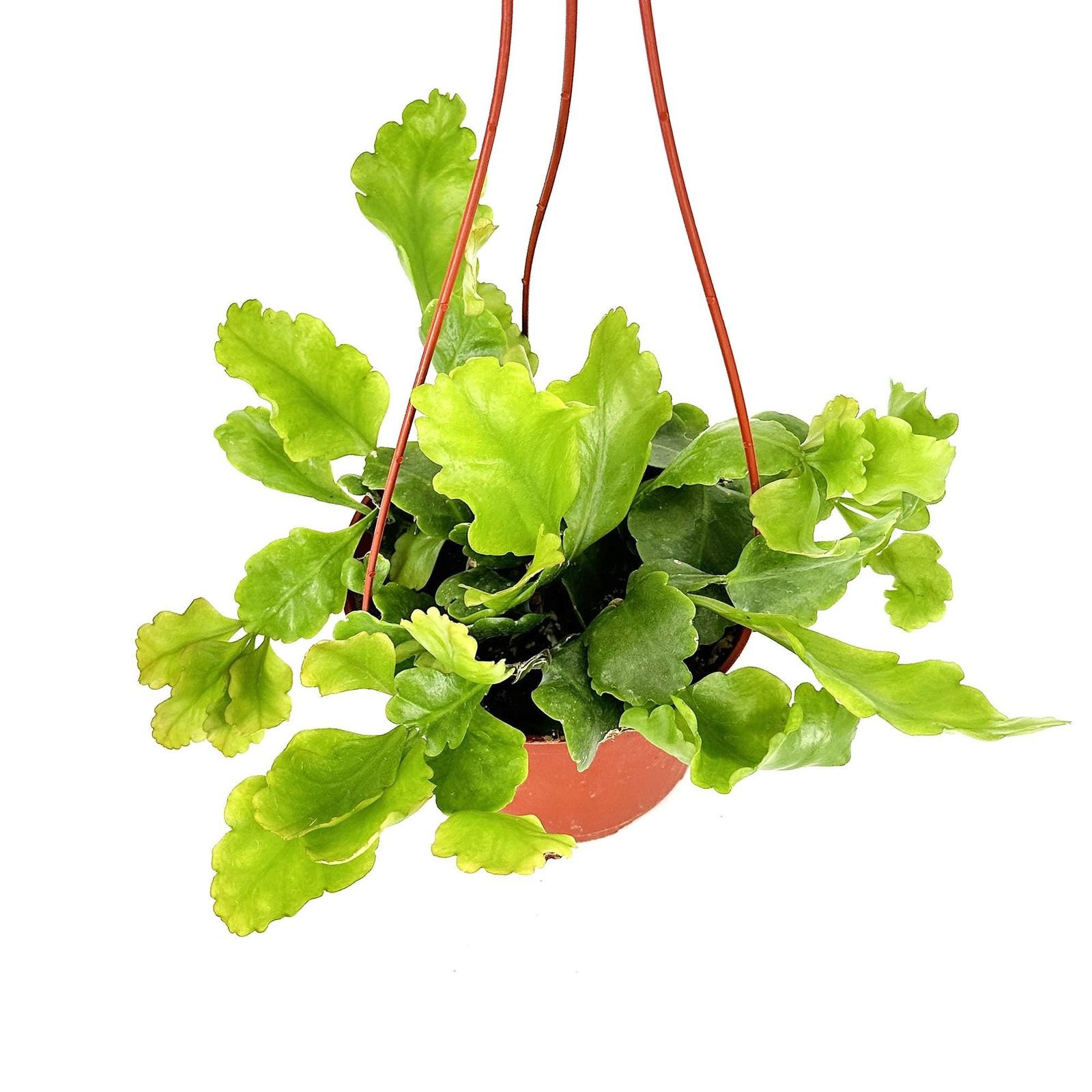 Rhipsalis Oblonga (Mistletoe Cactus)