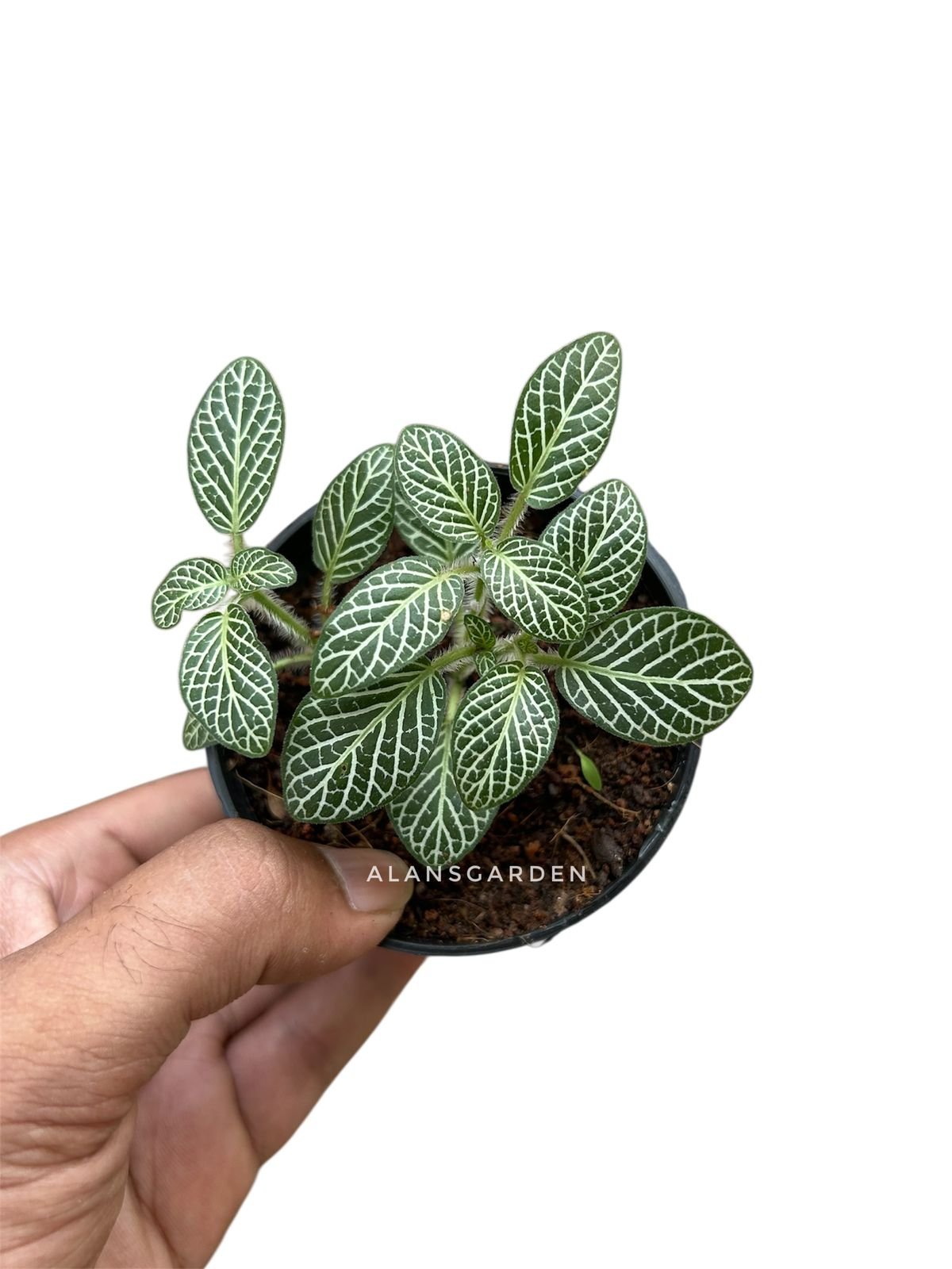 Fittonia – mini green
